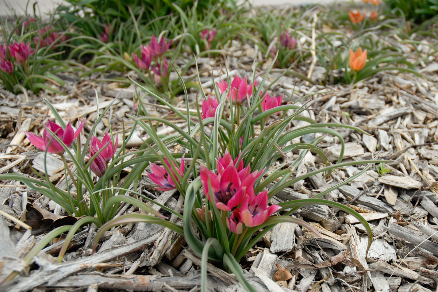 Little Beauty Wildflower Tulip